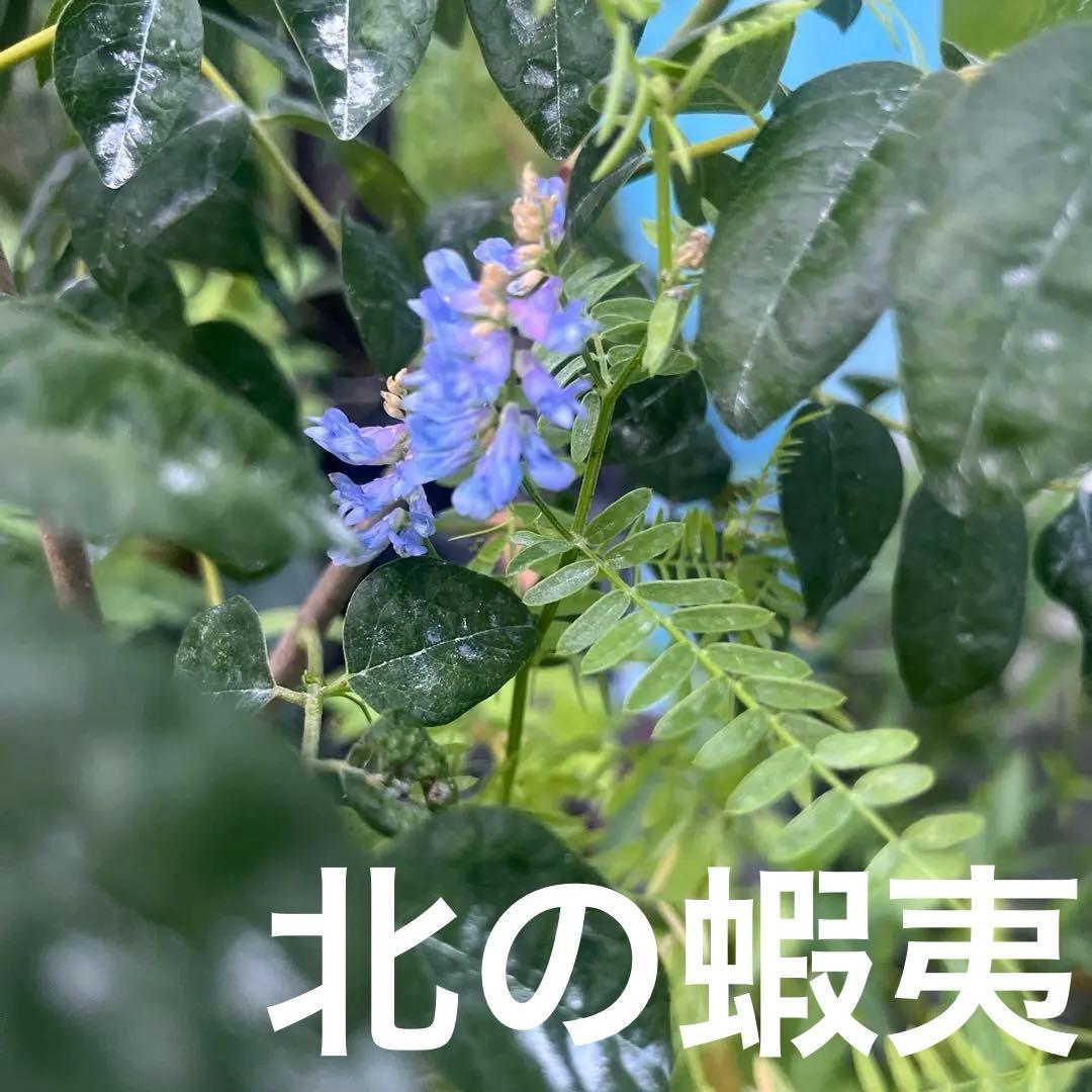 草藤　苗　10株