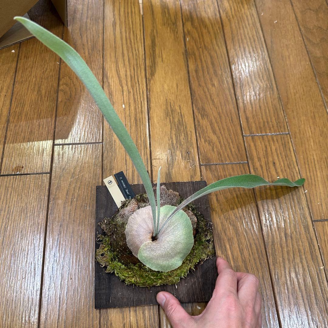 【長期養生株‼️】　P. veitchii 'Steel' (vp#0)①