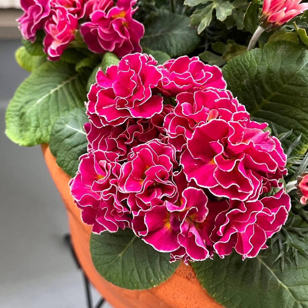 伊藤ぷー　春のお花の寄せ植え＊耐寒性ラナンキュラス/テラコッタ鉢