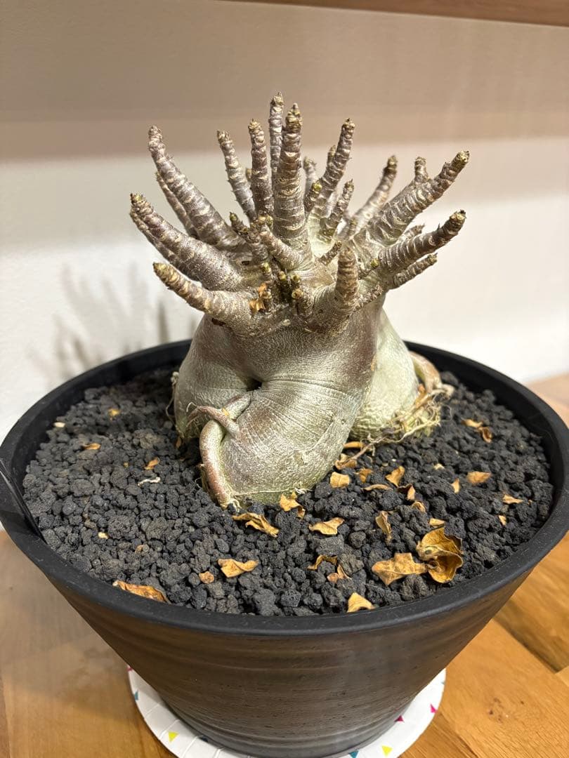 【早い者勝ち！】アデニウム　アラビカム　塊根植物 　多幹タイプコーデックス