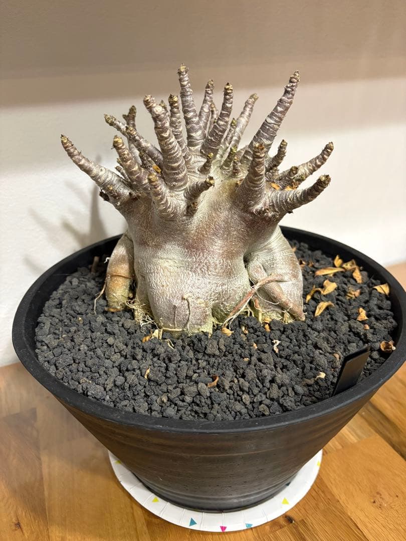 【早い者勝ち！】アデニウム　アラビカム　塊根植物 　多幹タイプコーデックス