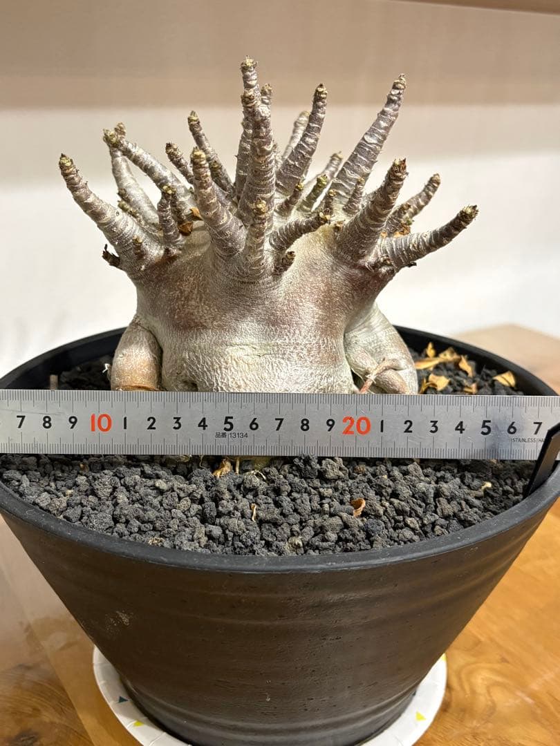 【早い者勝ち！】アデニウム　アラビカム　塊根植物 　多幹タイプコーデックス