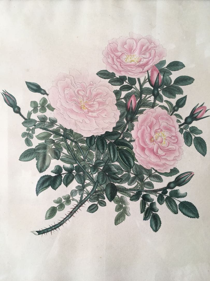 バラ 薔薇 ロサ エグランテリア 花 絵画 1805年