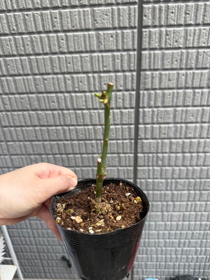 和バラ　バラ　薔薇　レアバラ