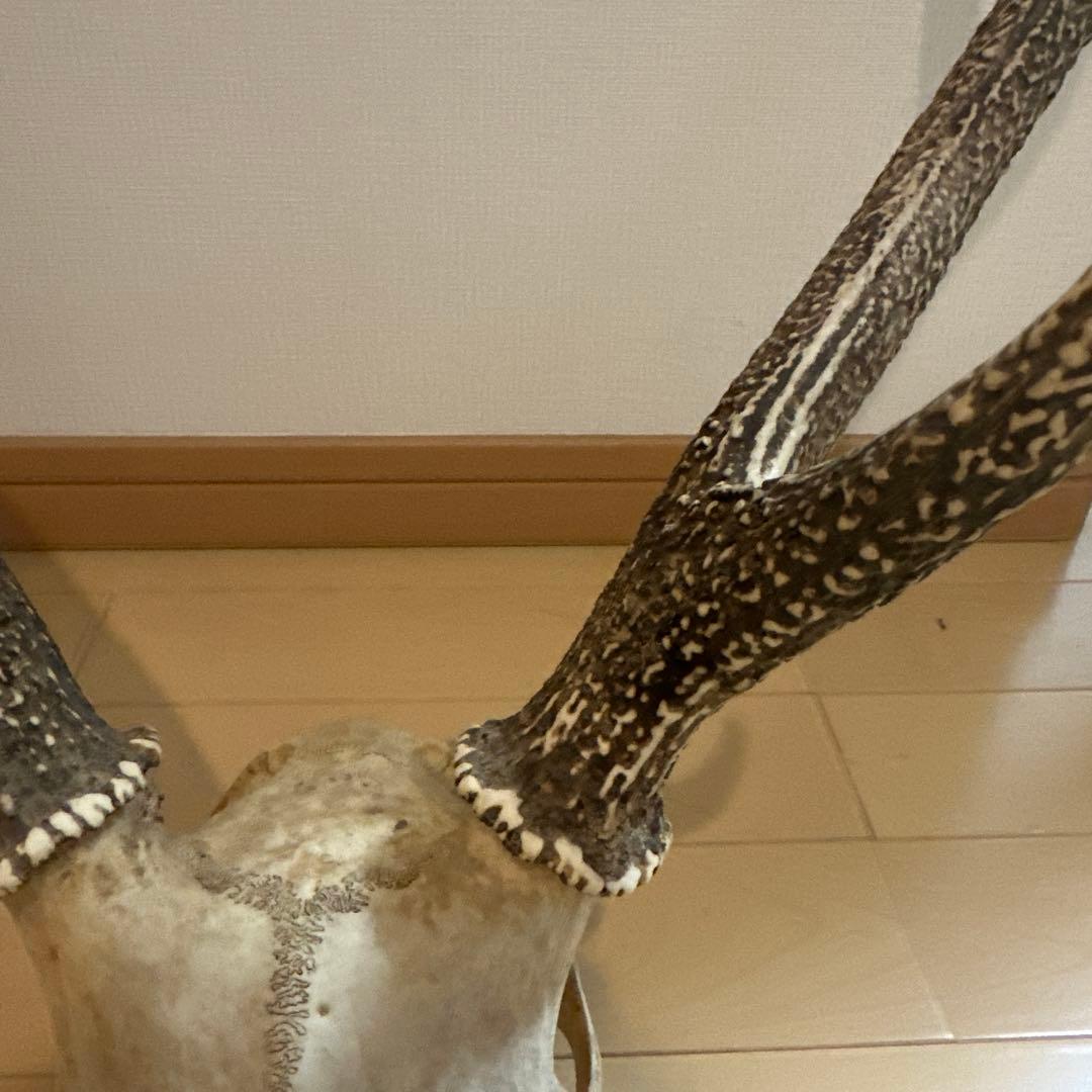 鹿の角　鹿の角頭蓋骨　スカル インテリア　ニホンジカ プラス鹿の角1本