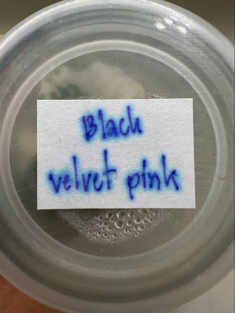 高級TCAlocasia Black velvet pink【新品、未使用】
