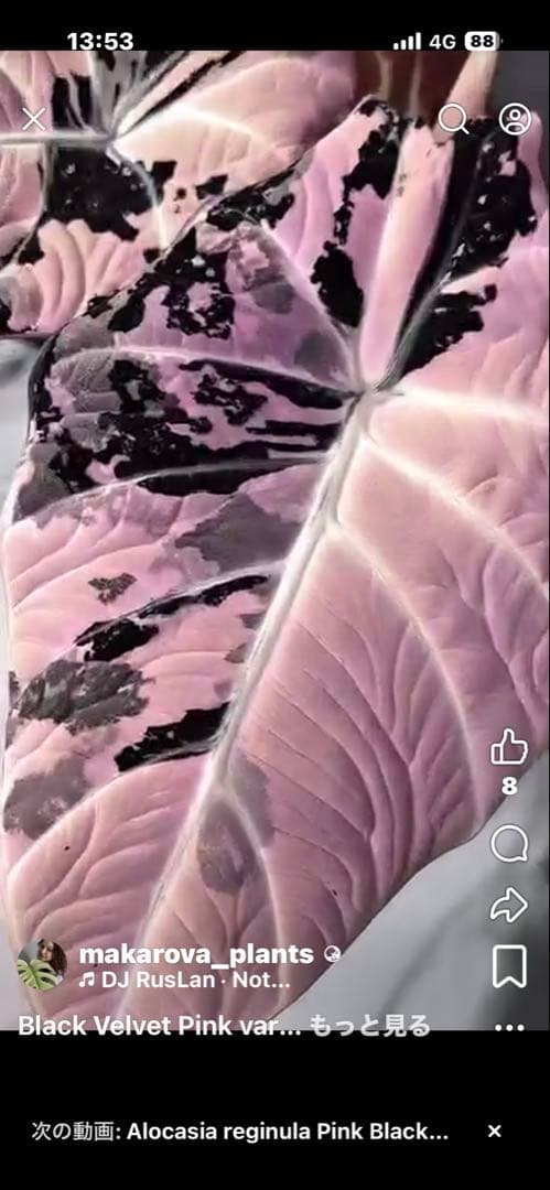 高級TCAlocasia Black velvet pink【新品、未使用】