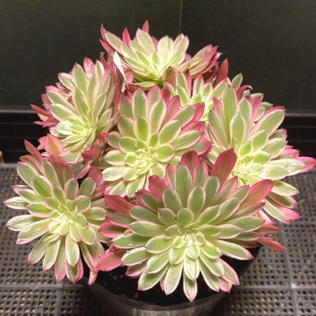 100#多肉植物アエオニウム錦❤カルミン*エメラルド錦❤️10大頭22cm拔き苗