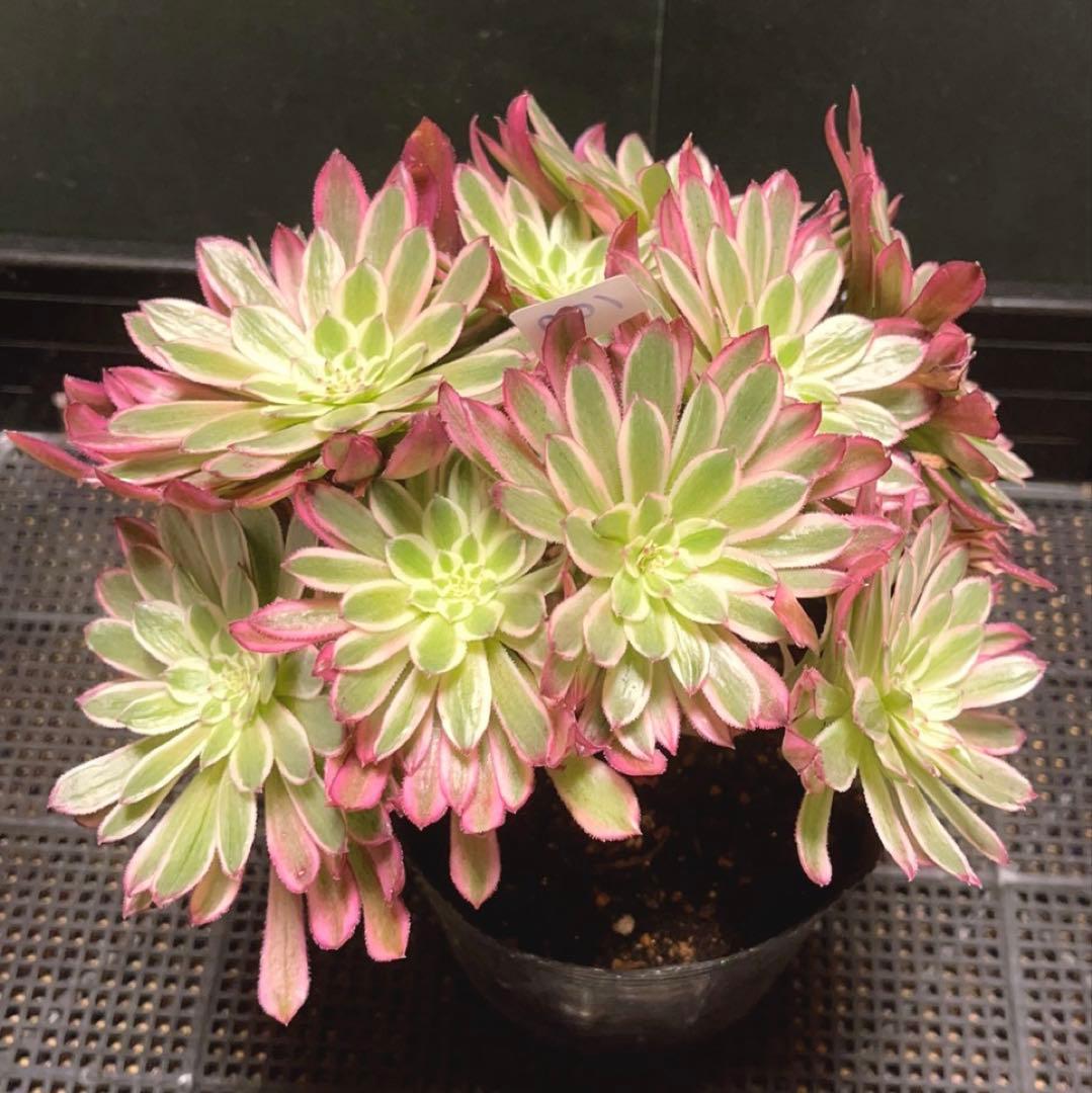 100#多肉植物アエオニウム錦❤カルミン*エメラルド錦❤️10大頭22cm拔き苗