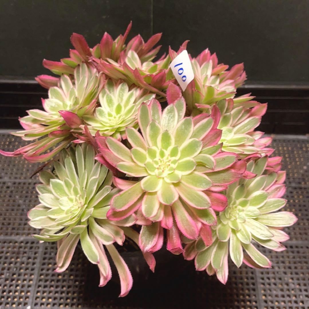 100#多肉植物アエオニウム錦❤カルミン*エメラルド錦❤️10大頭22cm拔き苗