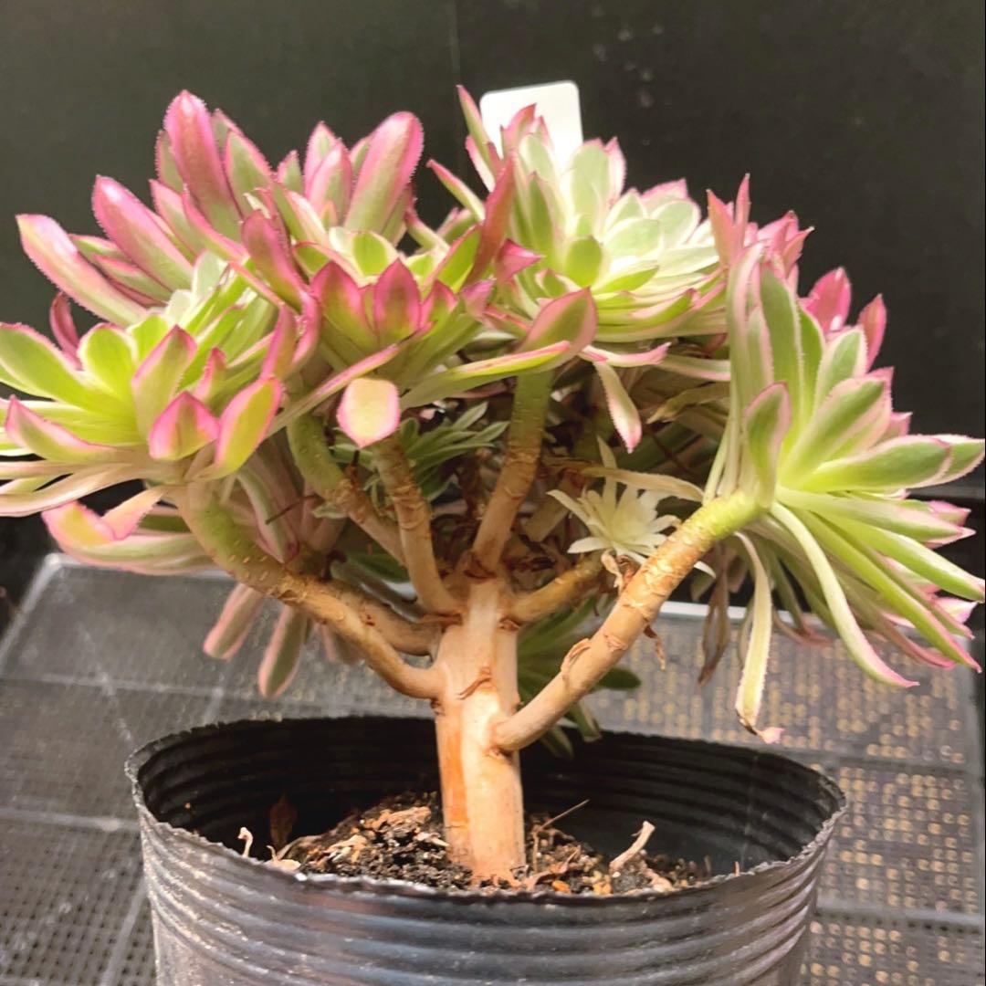 100#多肉植物アエオニウム錦❤カルミン*エメラルド錦❤️10大頭22cm拔き苗