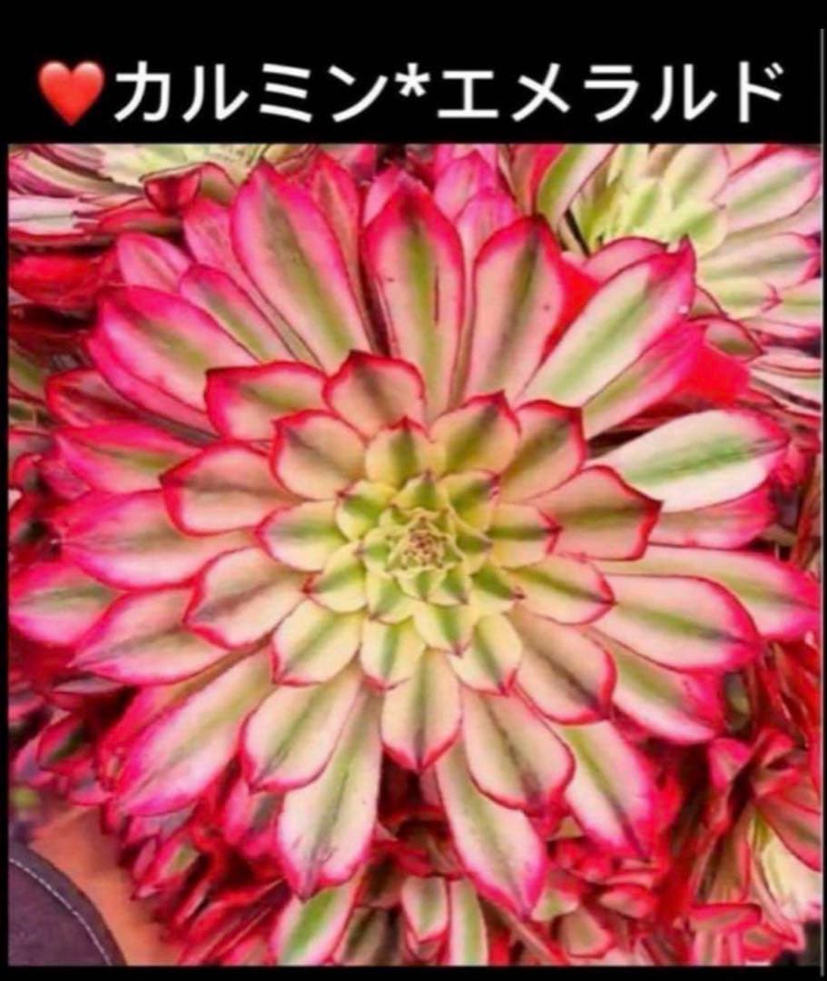 100#多肉植物アエオニウム錦❤カルミン*エメラルド錦❤️10大頭22cm拔き苗
