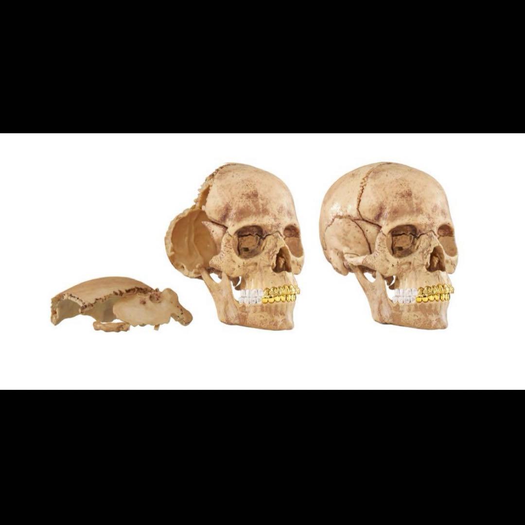 【新品・未開封】Supreme 4D Model Human Skull
