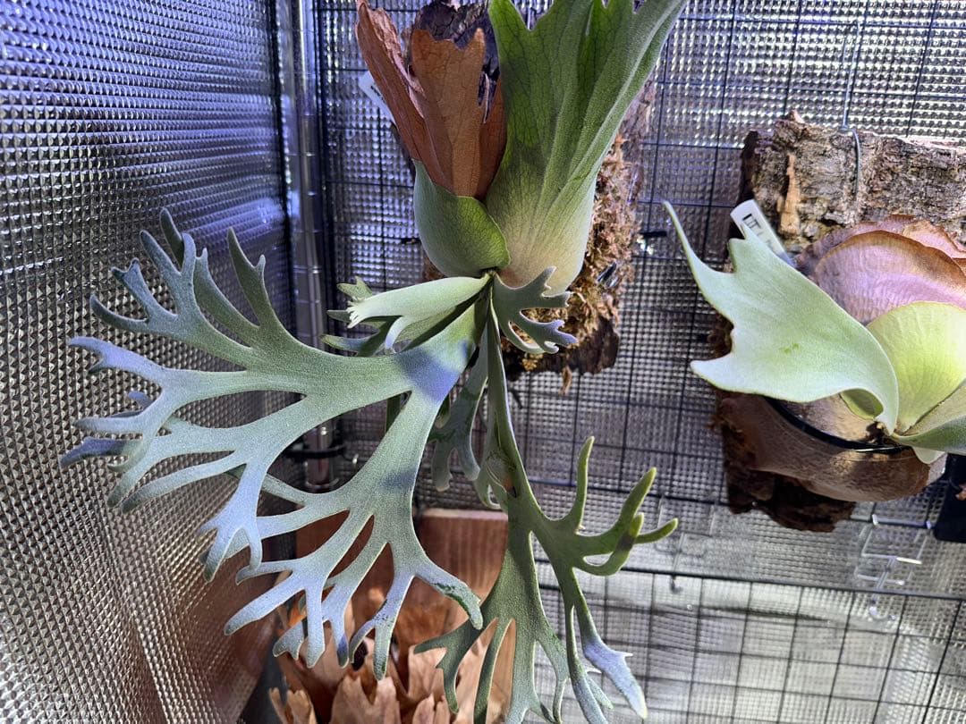 確認&子株お問い合わせ