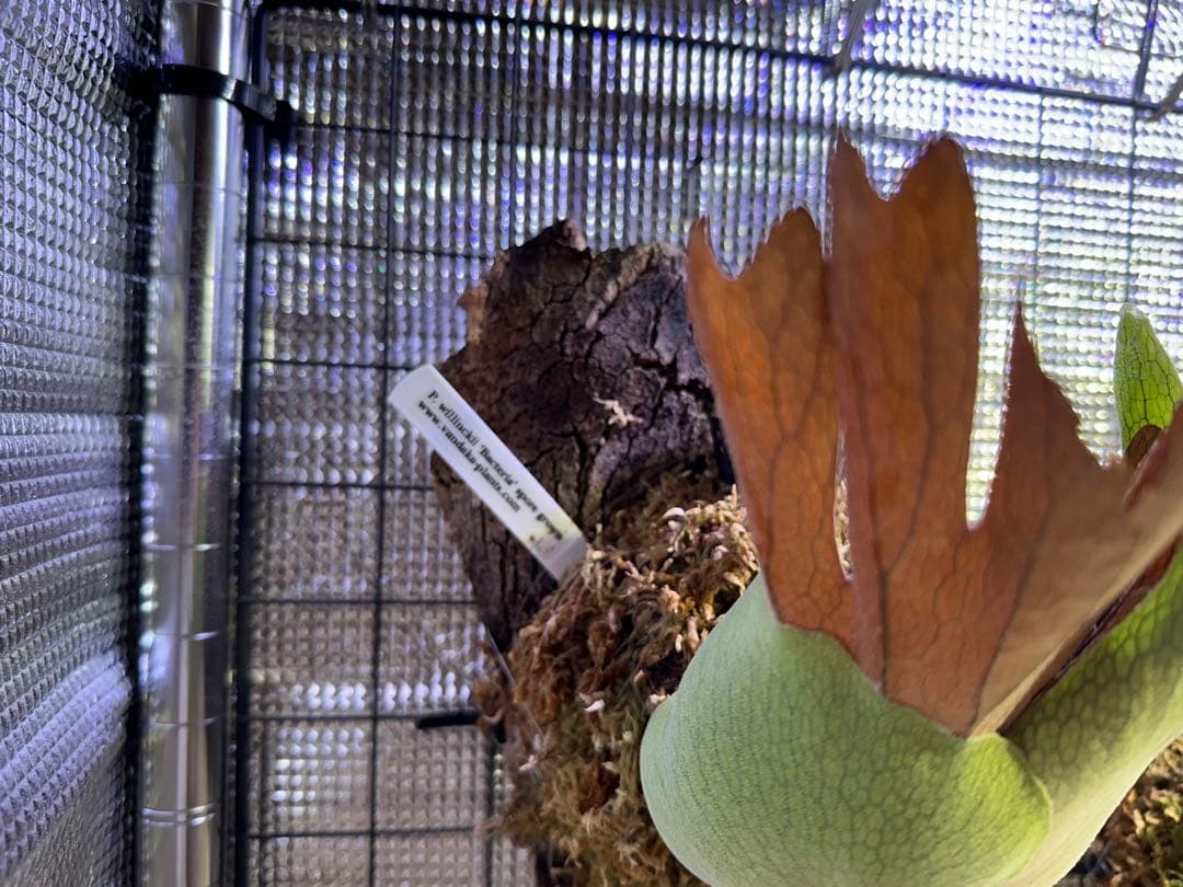 確認&子株お問い合わせ