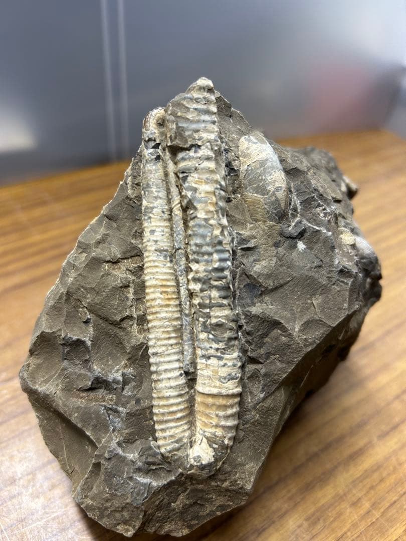 直角石・アンモナイト複合化石標本（母岩付・約2278g）