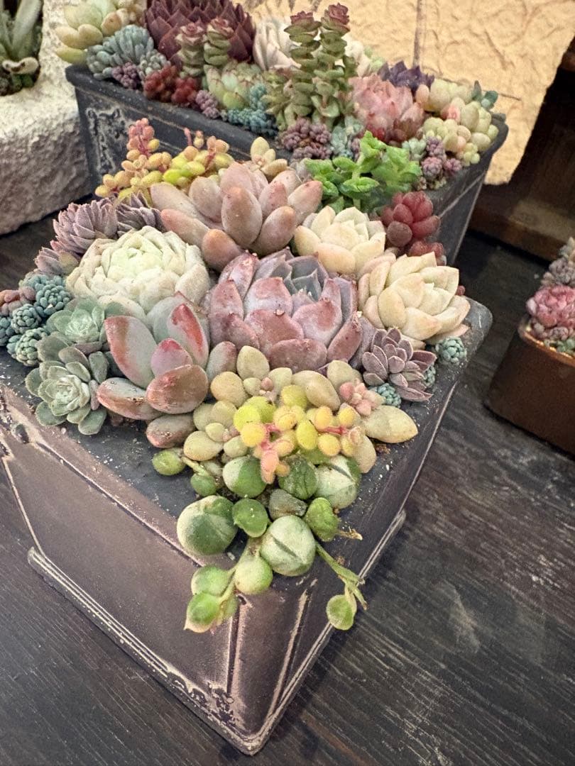 多肉植物寄せ植え　そのまま飾れる　陶器2個セット