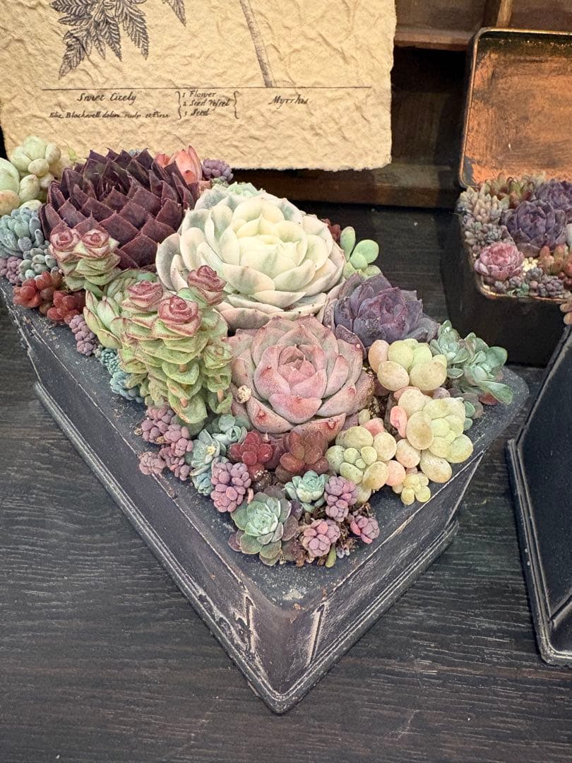 多肉植物寄せ植え　そのまま飾れる　陶器2個セット
