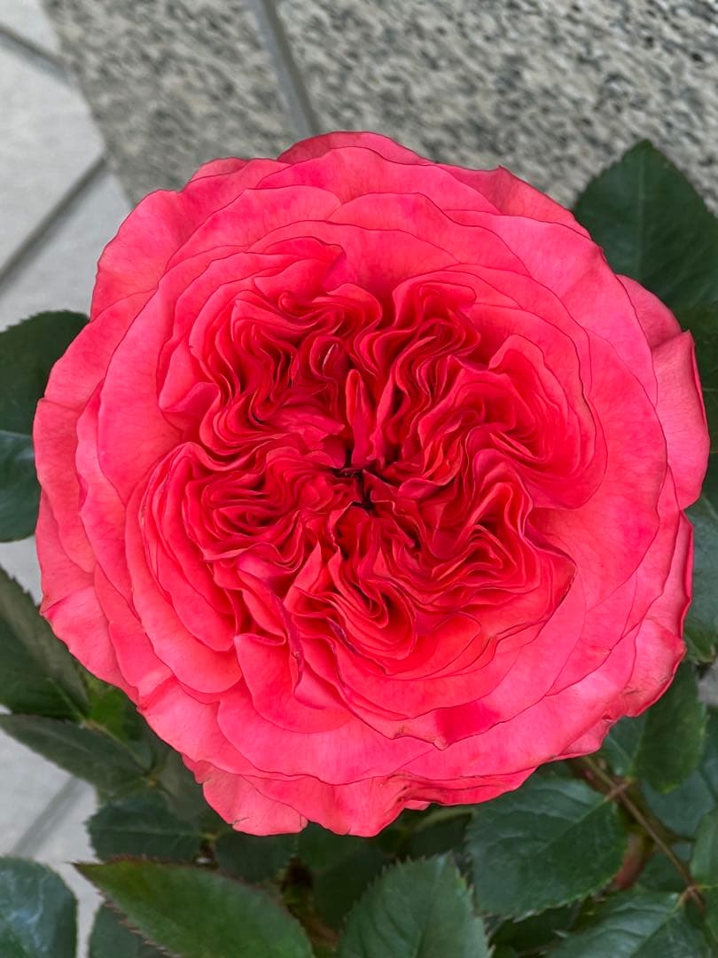 切り花品種　レアバラ　Coral Reev♡ バラ