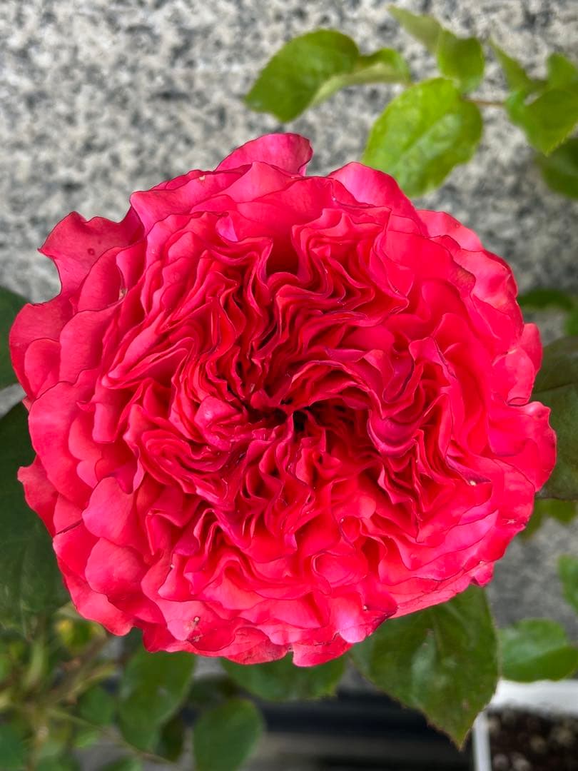 切り花品種　レアバラ　Coral Reev♡ バラ