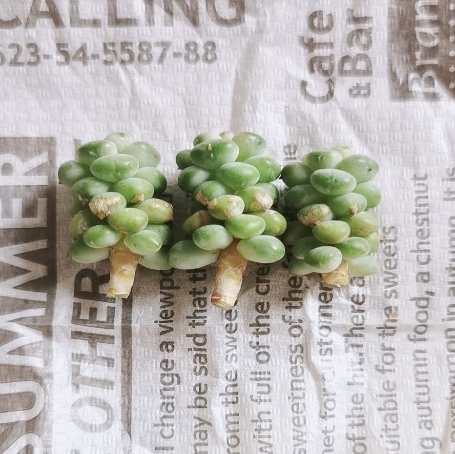 多肉植物 バブルキャンディ リエール苗