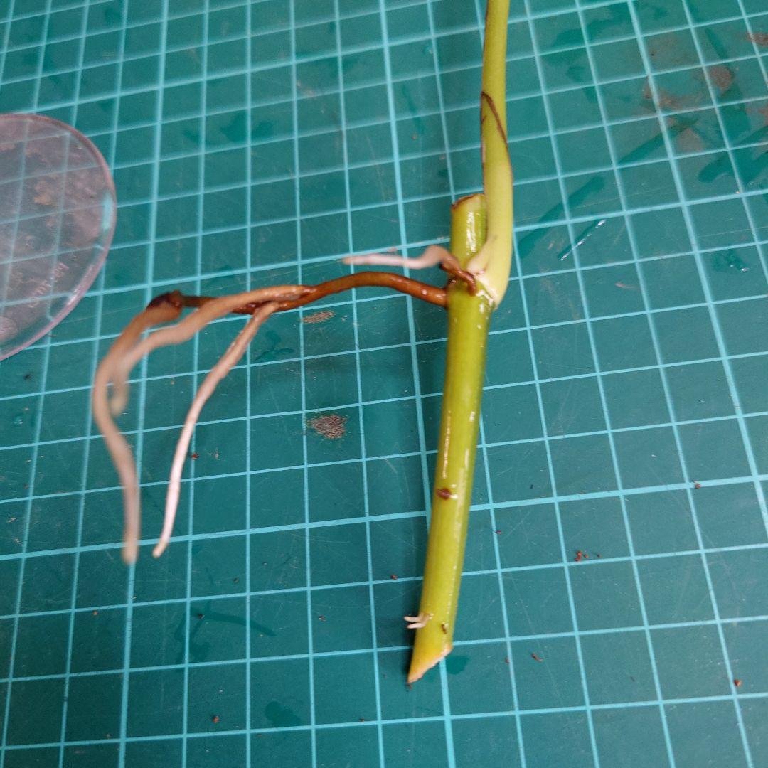 ポトステルノランコントル　カット発根済み 1葉っぱサイズ約13cm　1
