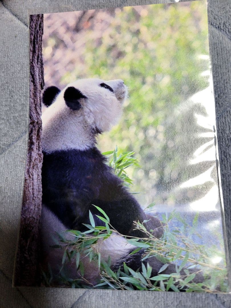王子動物園 　タンタン 限定マグカップ　ポストカードセット