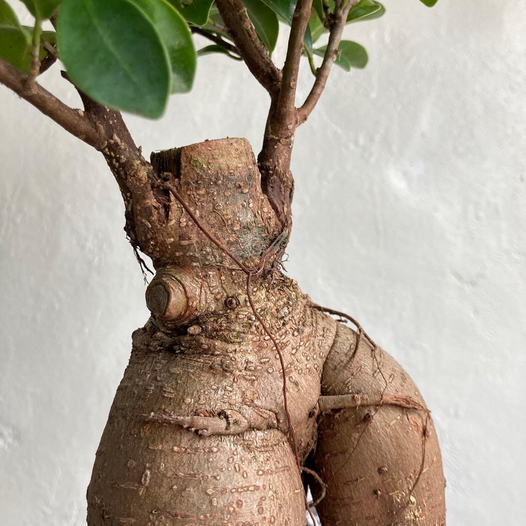 ガジュマル 大きい 鉢植え 観葉植物 ビリジアンブルック