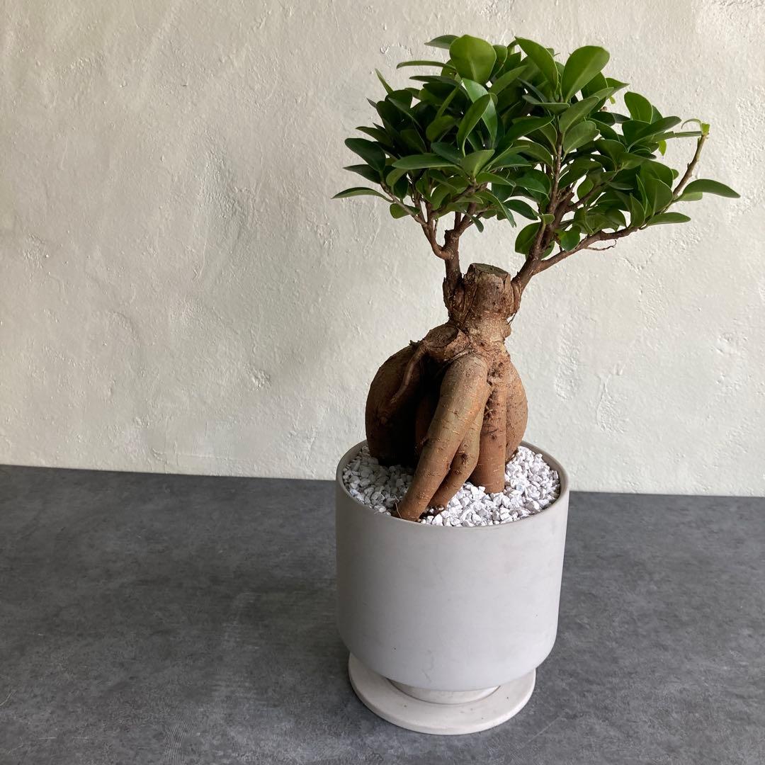 ガジュマル 大きい 鉢植え 観葉植物 ビリジアンブルック