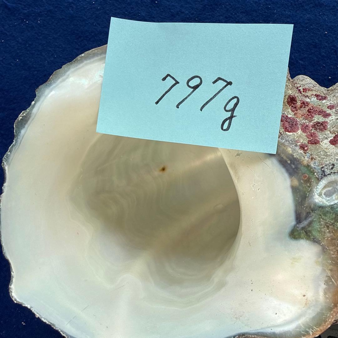 夜光貝　ヤコウ貝　まとめ売り　17個　15、2kg アクセサリー　ルアー