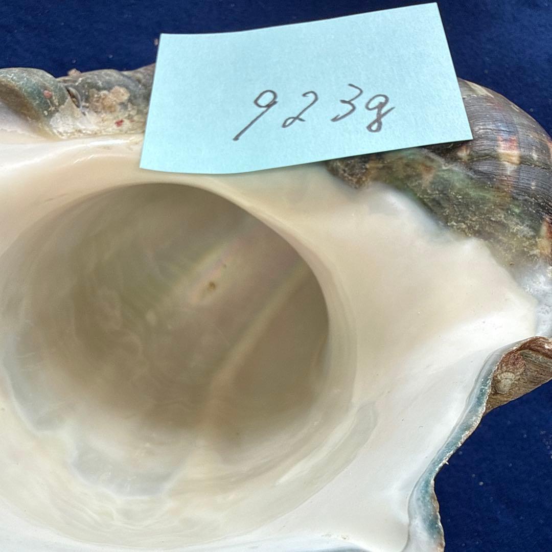 夜光貝　ヤコウ貝　まとめ売り　17個　15、2kg アクセサリー　ルアー