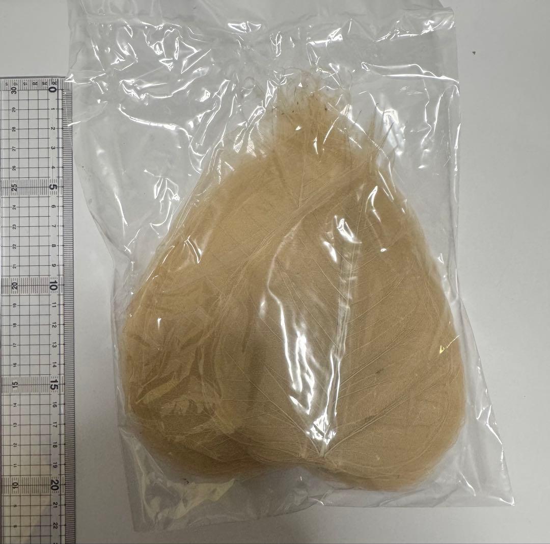 ボタニーペインティング　蓮の葉　インド菩提樹　パネルセット　おまけ付き