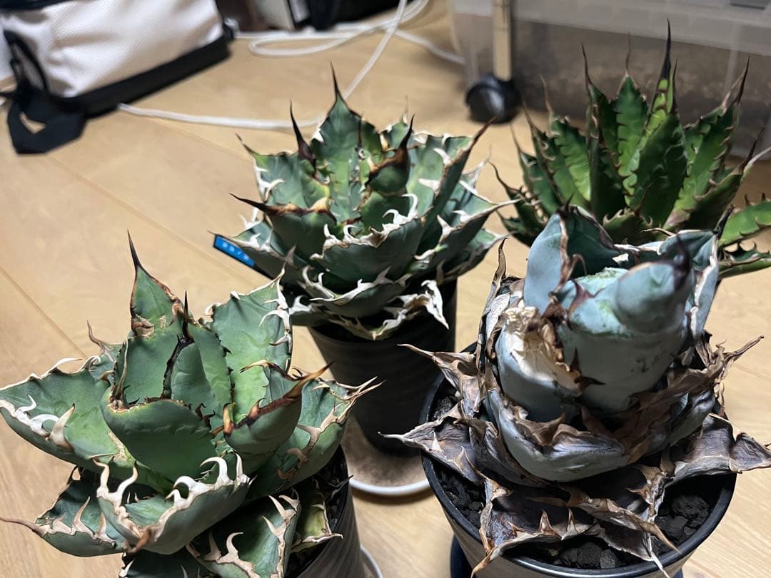チタノタ4鉢セット