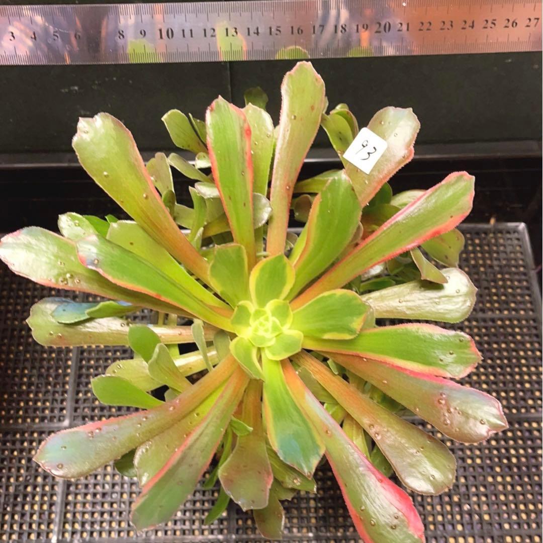93#多肉植物アエオニウム錦❤️ 赤霞が飛ぶ ❤️1大頭8小頭25cm拔き苗