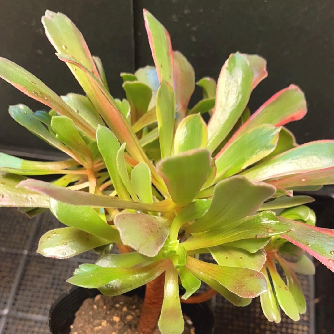 93#多肉植物アエオニウム錦❤️ 赤霞が飛ぶ ❤️1大頭8小頭25cm拔き苗