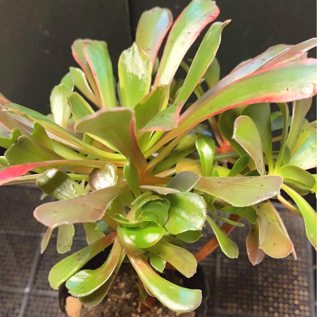 93#多肉植物アエオニウム錦❤️ 赤霞が飛ぶ ❤️1大頭8小頭25cm拔き苗