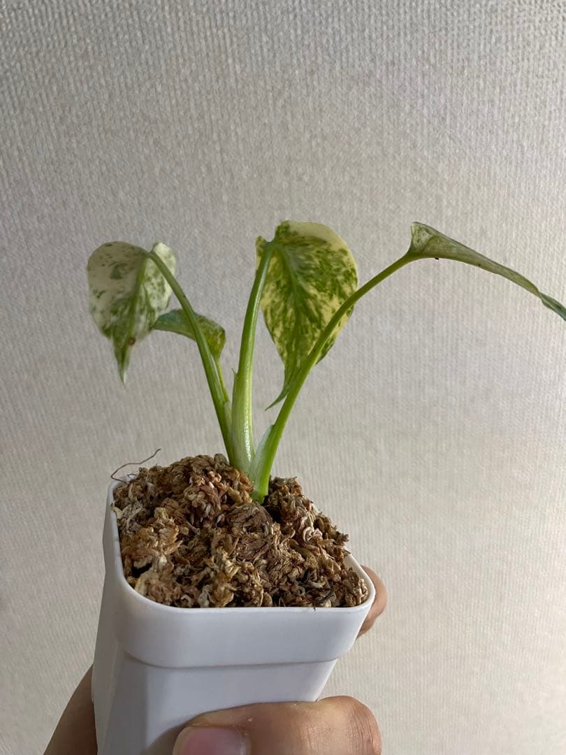 T*o様 モンステラ　デリシオーサ　ミント