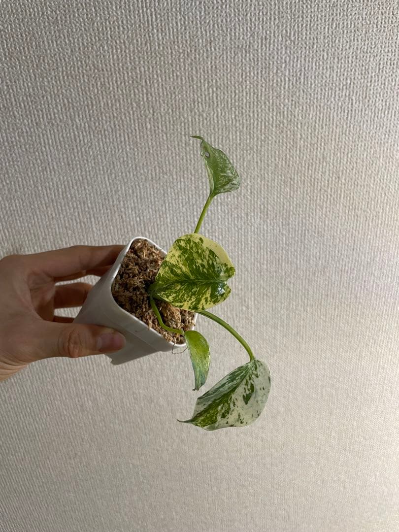 T*o様 モンステラ　デリシオーサ　ミント