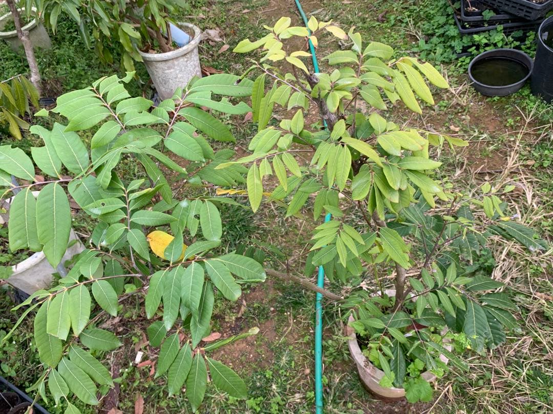 いんばた❤️