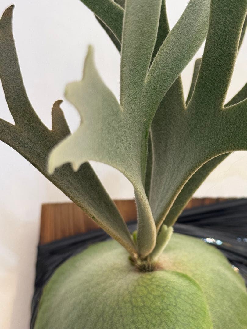 ◆ P.Willinckii ‘OMG’ spore（O-039）
