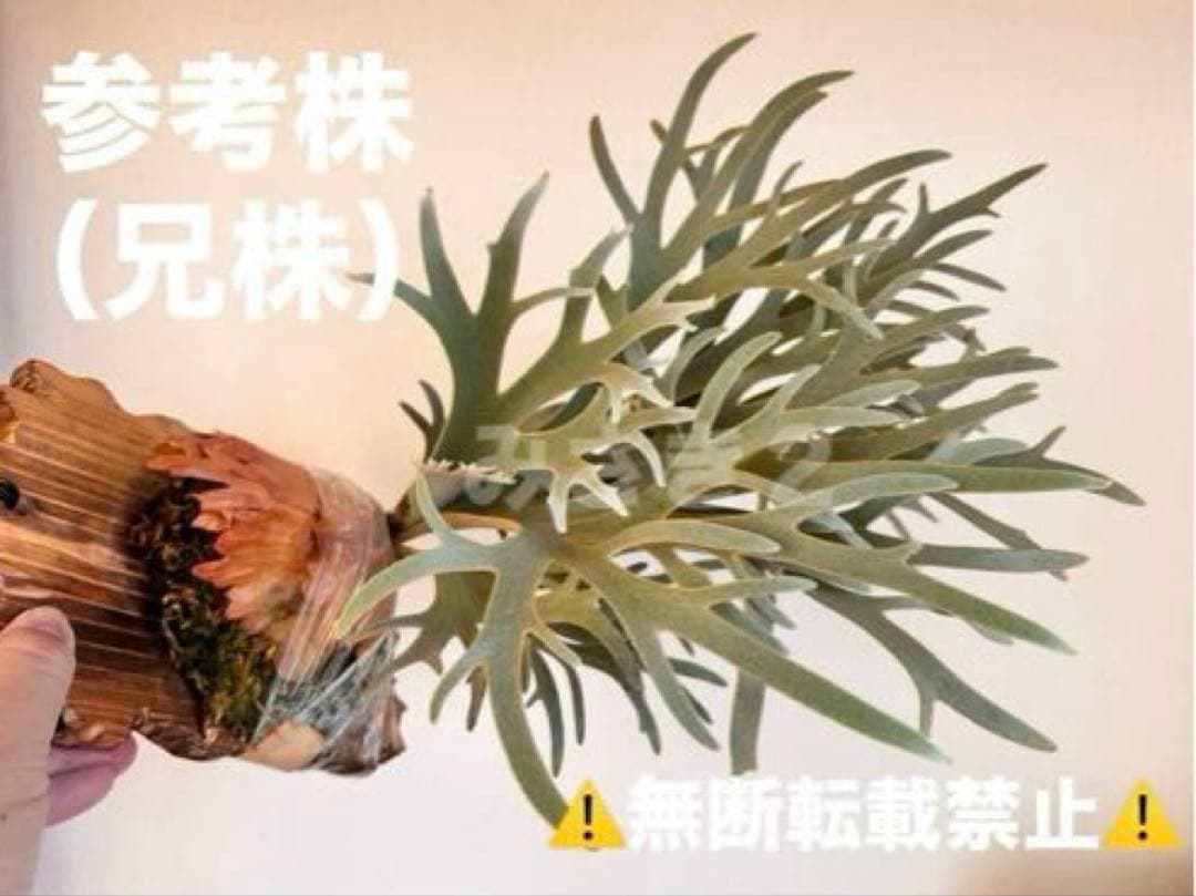 ◆ P.Willinckii ‘OMG’ spore（O-039）