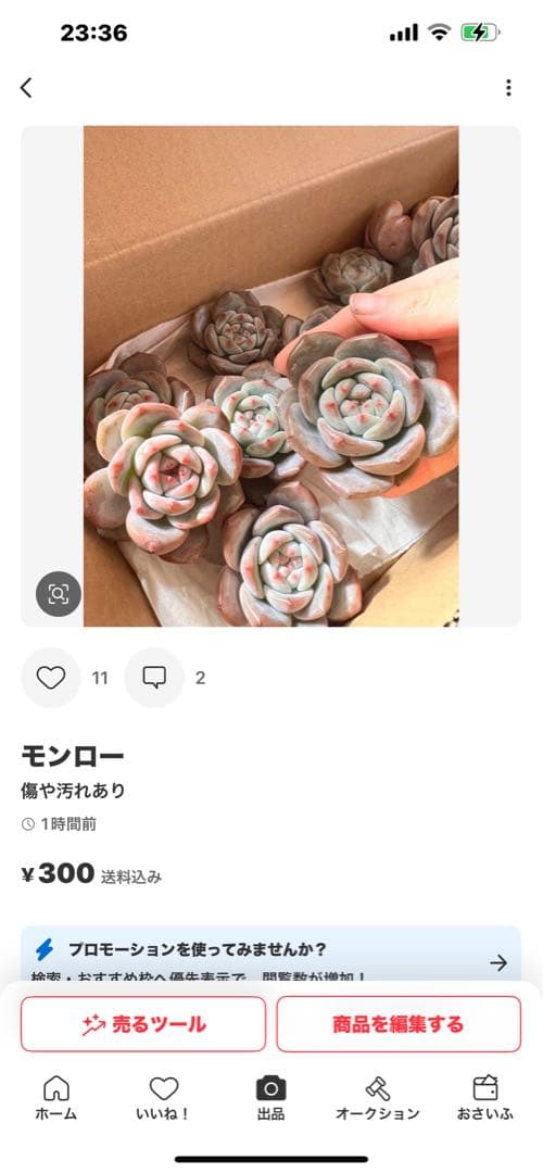ルーシー様