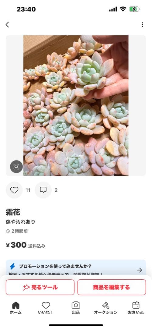 ルーシー様