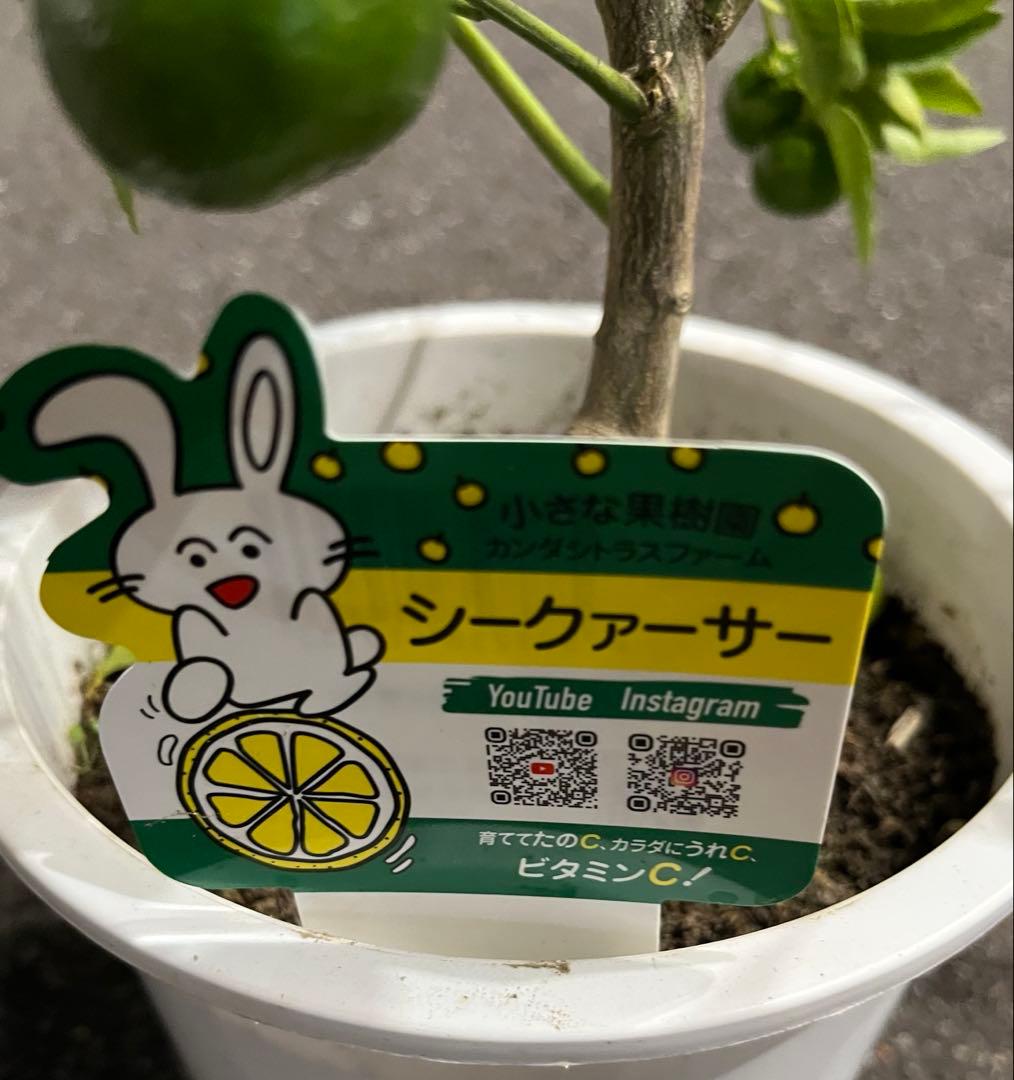 実付きシークァーサー ♠︎希少な果実　接木苗木　7号 果樹柑橘　宅急便