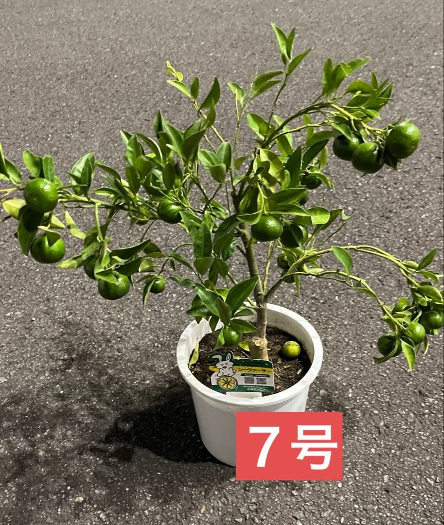 実付きシークァーサー ♠︎希少な果実　接木苗木　7号 果樹柑橘　宅急便