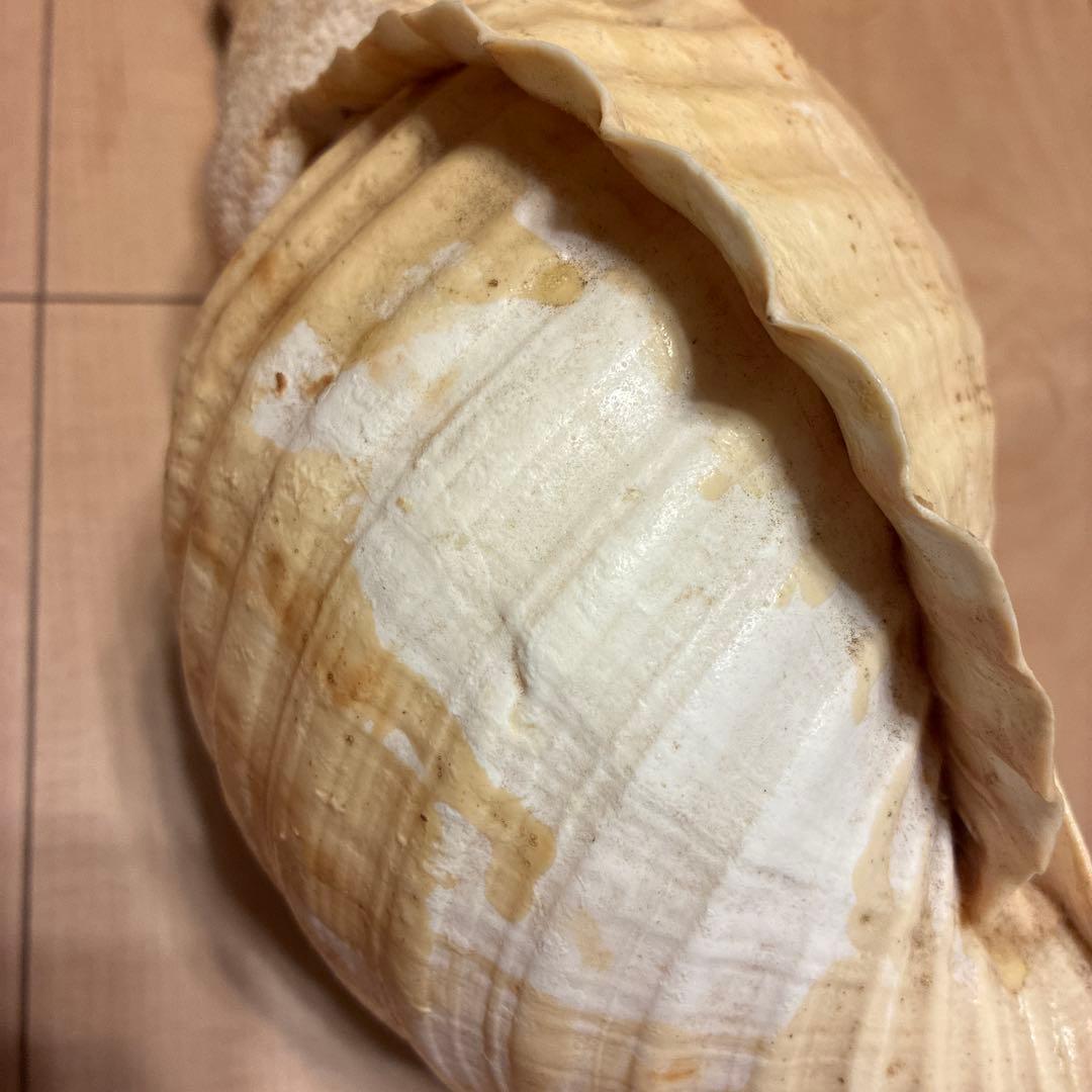 法螺貝約40センチ