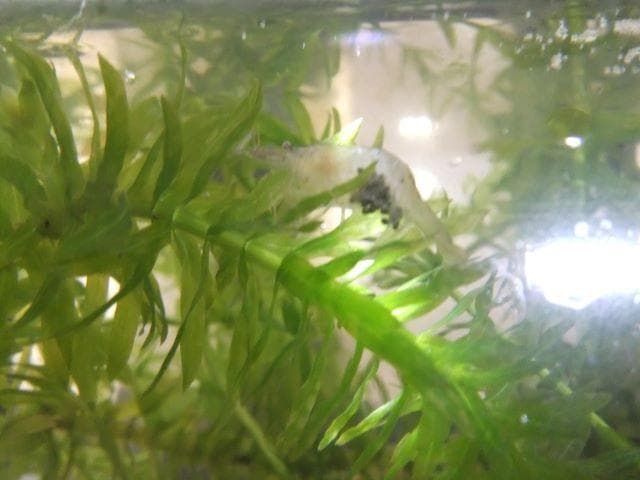 和竿　竹竿　タナゴ竿　矢竹73ーⅮ5