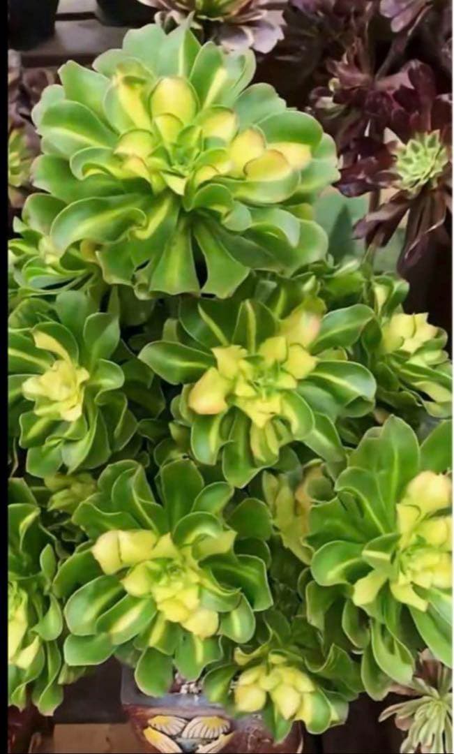 多肉植物アエオニウム錦❤️ 霓裳 ❤️ にも ❤️状態図