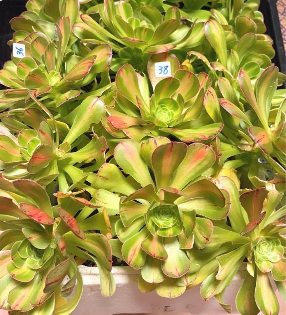 多肉植物アエオニウム錦❤️ 霓裳 ❤️ にも ❤️状態図