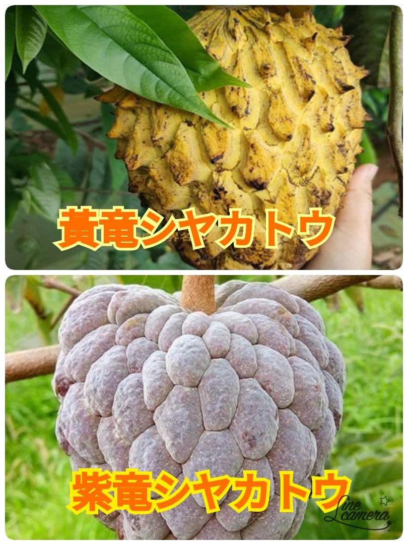 【あーたんページ】箱包装代金